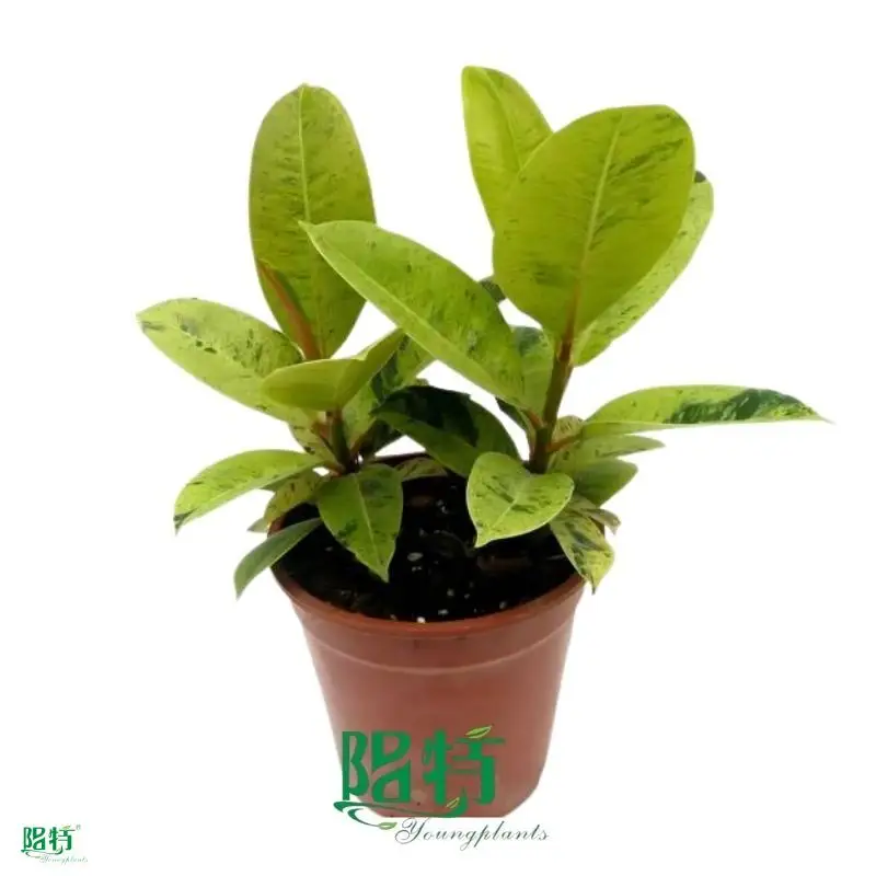 Ficus Shivereana: Rare Variegated Rubber Tree - High Quality Young Plants 1