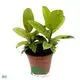 Ficus Shivereana: Rare Variegated Rubber Tree - High Quality Young Plants 1