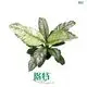 Spathiphyllum Sensation Variegata: Indoor Tray Plants from China - Plant Tissue Culture 1