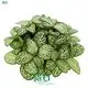 White Anne Fittonia Plant: Bright Light, High Humidity Care 1
