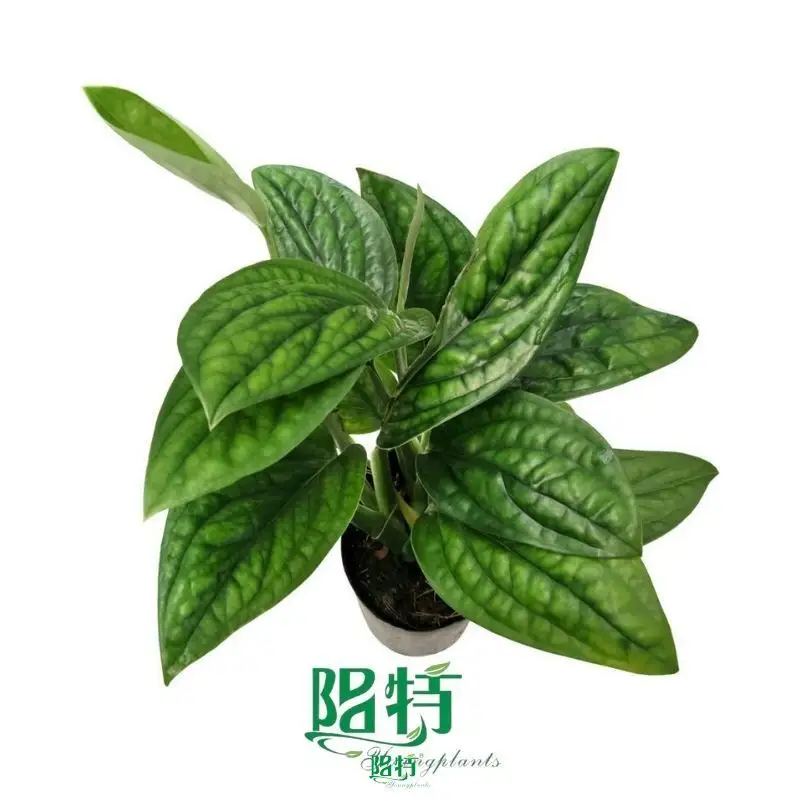 Wholesale Monstera: Tissue Culture Real Plants for Industry 1