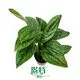 Wholesale Monstera: Tissue Culture Real Plants for Industry 1