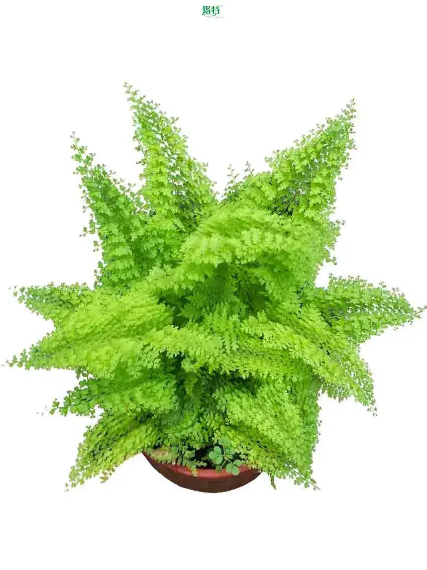 Nephrolepis Indoor Plant Tray: Efficient & Cost-Saving 1