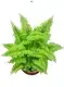 Nephrolepis Indoor Plant Tray: Efficient & Cost-Saving 1