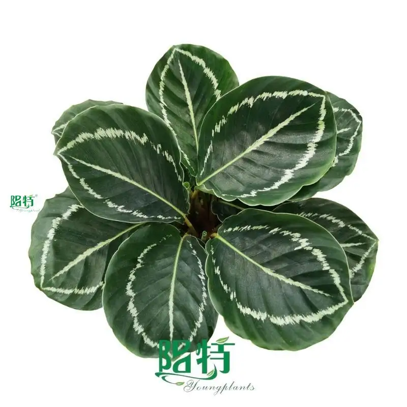 High-Quality Calathea Plants for Sale 1