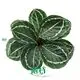 High-Quality Calathea Plants for Sale 1