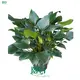 Homalomena Tissue Culture Plants - Wholesale Import 1