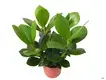 Clusia Rosea Queen Wholesale Plants: Technology-Driven Excellence 1