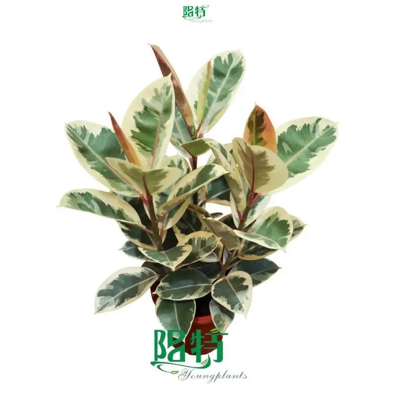 Variegated Ficus Tineke - High Quality Ornamental Plant 1