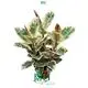 Variegated Ficus Tineke - High Quality Ornamental Plant 1