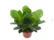 Unique Clusia Rosea Nursery Wholesale Young Plants 1