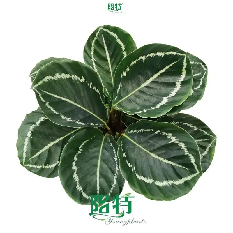 Calathea Youngplants: Quality Tissue Culture & Plug Plants 1
