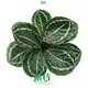 Calathea Youngplants: Quality Tissue Culture & Plug Plants 1