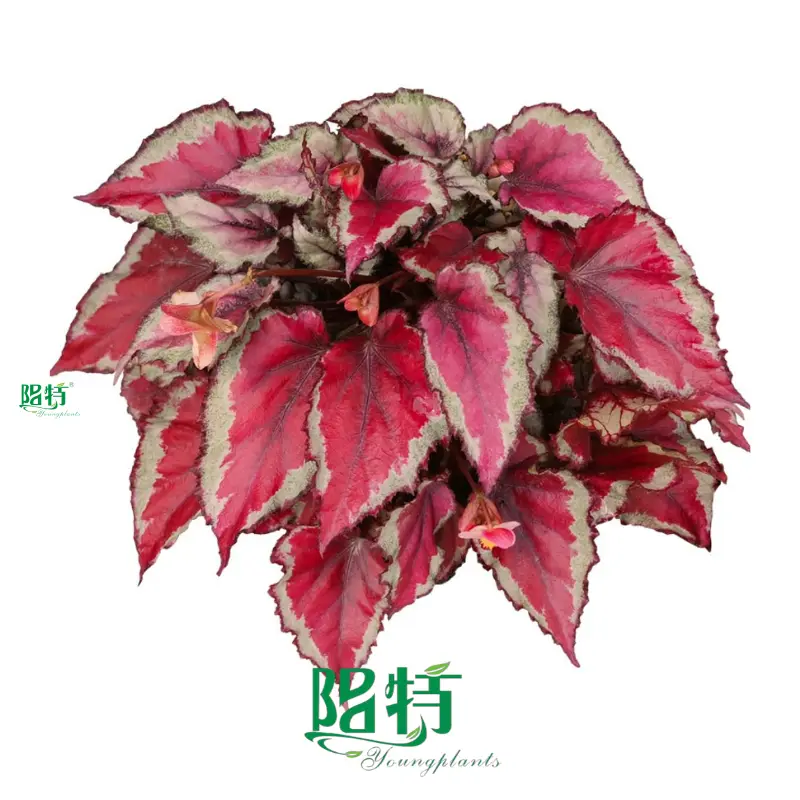 Begonia: Colorful Ornamental Plants for Your Garden 1