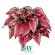 Begonia: Colorful Ornamental Plants for Your Garden 1