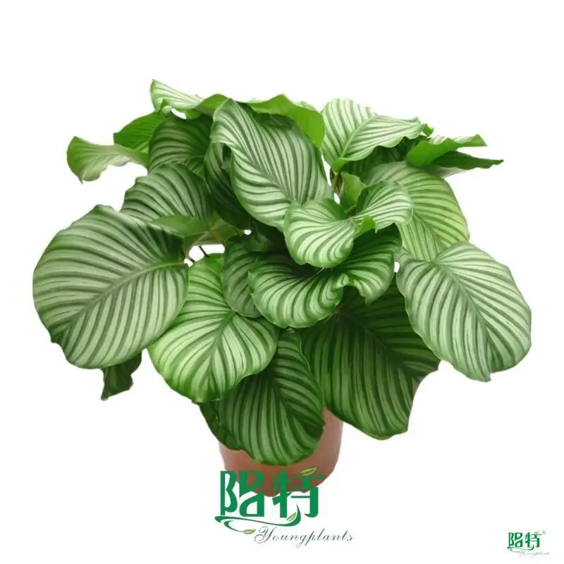 Calathea Plants - Wholesale Import - 40+ Varieties 1