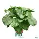 Calathea Plants - Wholesale Import - 40+ Varieties 1