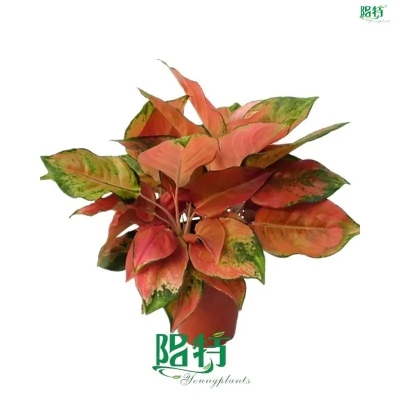 Red Aglaonema Spitfire - Vibrant Foliage Hybrid Plants 1