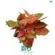 Red Aglaonema Spitfire - Vibrant Foliage Hybrid Plants 1