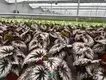 Begonia Fireworks: Advanced Technology Import Plant for Flower & Gardening 1