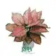 Colorful Aglaonema Lady Valentine - Tropical Plant with Vibrant Foliage 1
