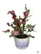 Advanced Caladium Seedling: Natural Tissue Culture for Gardening 1