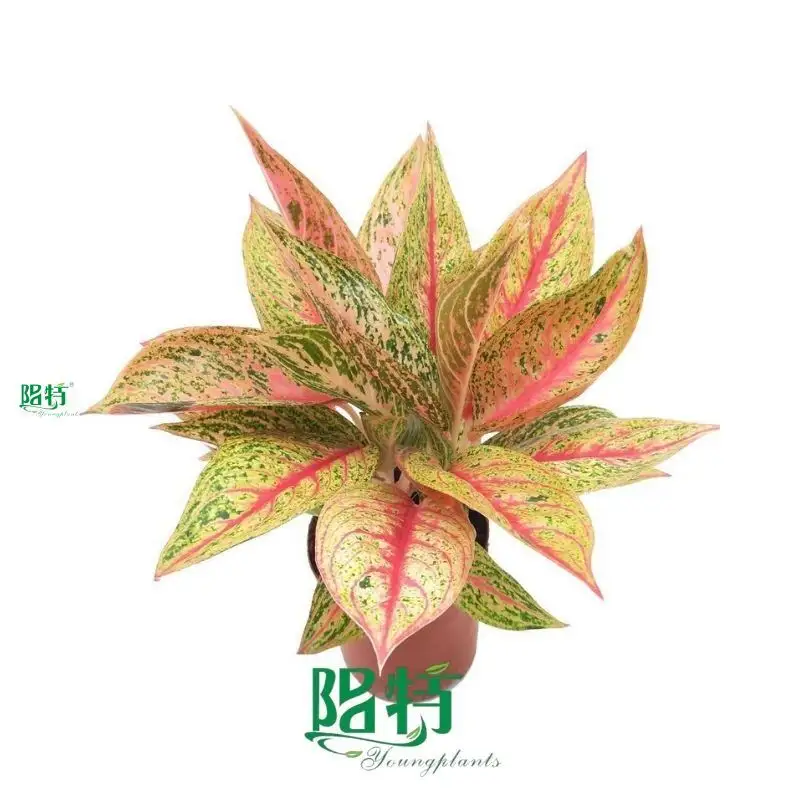 Colorful Aglaonema Starshining - Vibrant Foliage for Tropical Settings 1