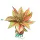 Colorful Aglaonema Starshining - Vibrant Foliage for Tropical Settings 1