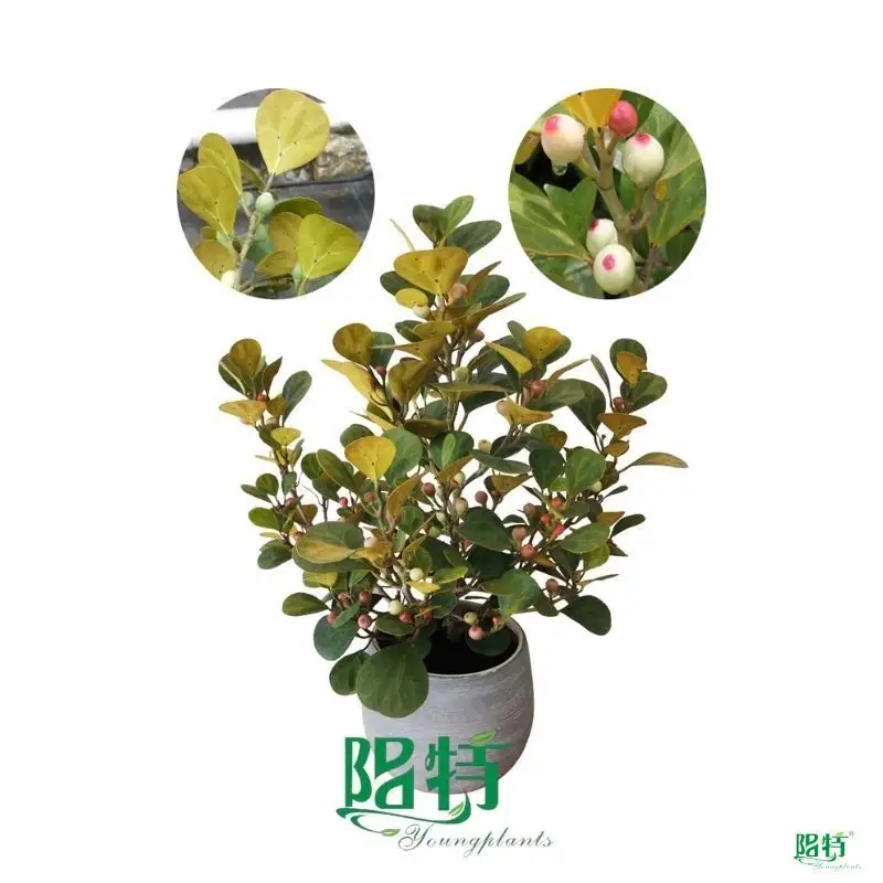 Foshan Youngplants Mistletoe Fig - Unique Leaves and Figs 1