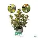 Foshan Youngplants Mistletoe Fig - Unique Leaves and Figs 1