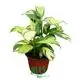 Calathea Perennial Plants: Highest Quality Wholesale 1