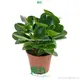 Peperomia Obtusifolia Jade Plant: Wholesale Import for Flower & Gardening Plant Industry 1