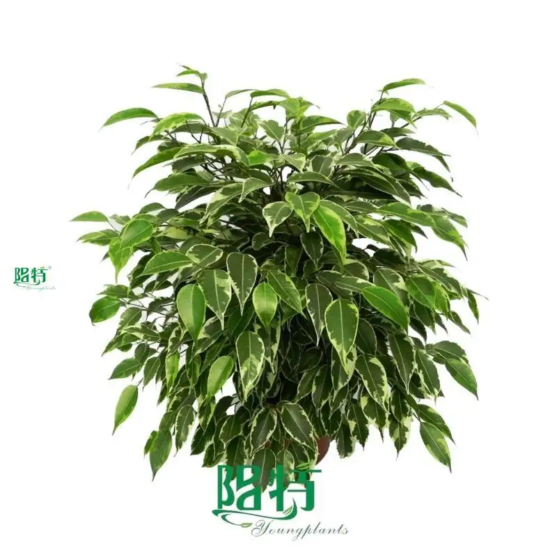 High Quality Ficus Benjamina 'Kinky' - Large Production in Tissue Culture & Plug Plants 1