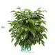 High Quality Ficus Benjamina 'Kinky' - Large Production in Tissue Culture & Plug Plants 1
