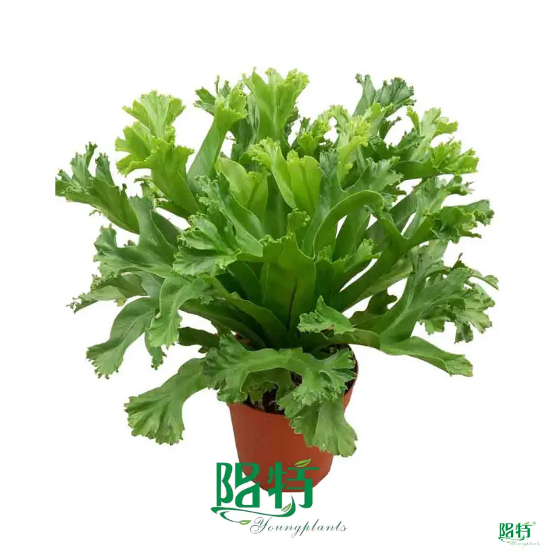 Fern Tray Plant Wholesale - Worldwide Tissue Culture & Plug Tray Breeding 1
