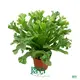 Fern Tray Plant Wholesale - Worldwide Tissue Culture & Plug Tray Breeding 1