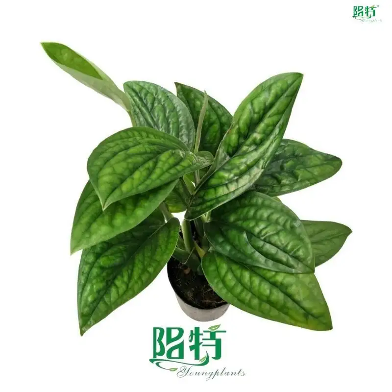 Tissue Culture Monstera Karsteniana 'Jade Shuttlecock' for Industry 1