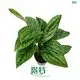 Tissue Culture Monstera Karsteniana 'Jade Shuttlecock' for Industry 1