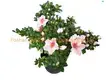 China Import Rhododendron Simsii Pink Flowers - Customization Available 1