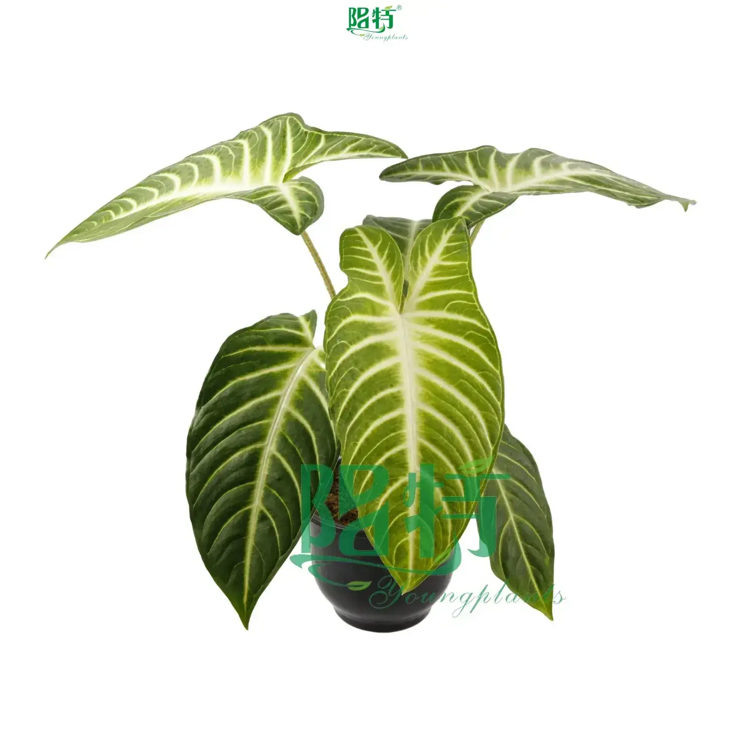 Advanced Xanthosoma Lindenii Magnificum Seedlings/Tissue Culture Plants - Multi-Functional for Flower & Gardening 1