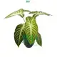 Advanced Xanthosoma Lindenii Magnificum Seedlings/Tissue Culture Plants - Multi-Functional for Flower & Gardening 1