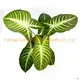 Xanthosoma Lindenii Magnificum Bonsai Pot Plants - Innovative Technology for Flower & Gardening 1