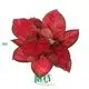 Aglaonema Pink Beauty - Tissue Culture Plants & Plug Plants 1