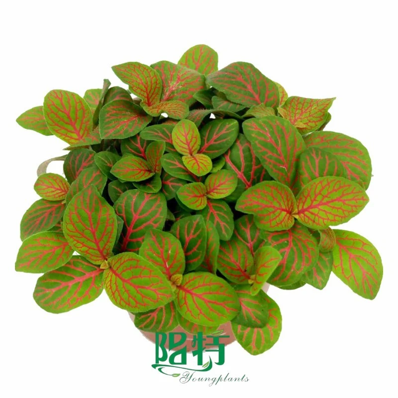 Fittonia albivenis 'Fitnia' Tissue Culture Plants Foliage Wholesale Supplier 1