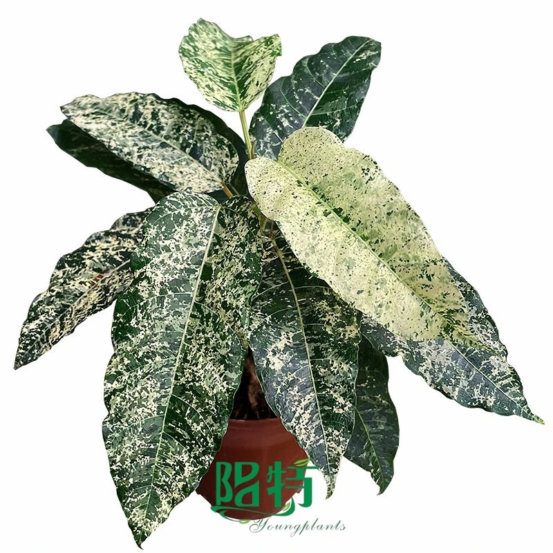 Ficus aspera Tissue Culture Plants Ornamental Foliage Variegata 1