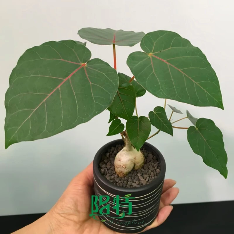Ficus petiolaris Rock Fig Tissue Culture Plants Ornamental Foliage 1