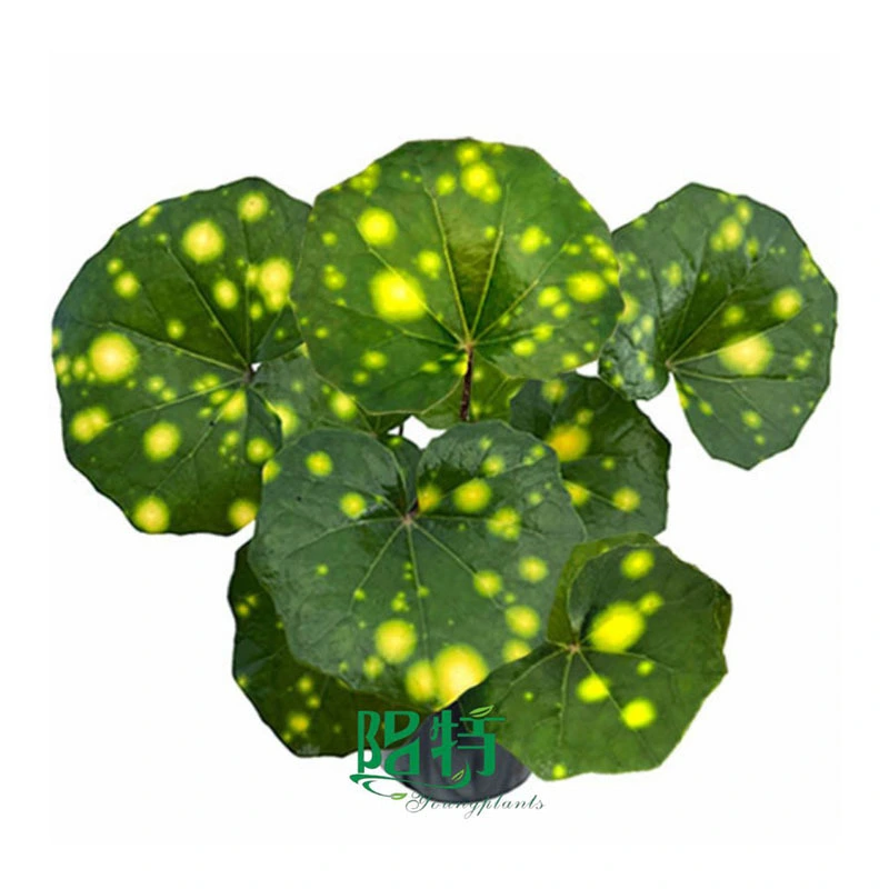 Farfugium japonicum 'Aureomaculatum' Tissue Culture Plants Ornamental Foliage for Shaded Gardens and Indoor Spaces 1
