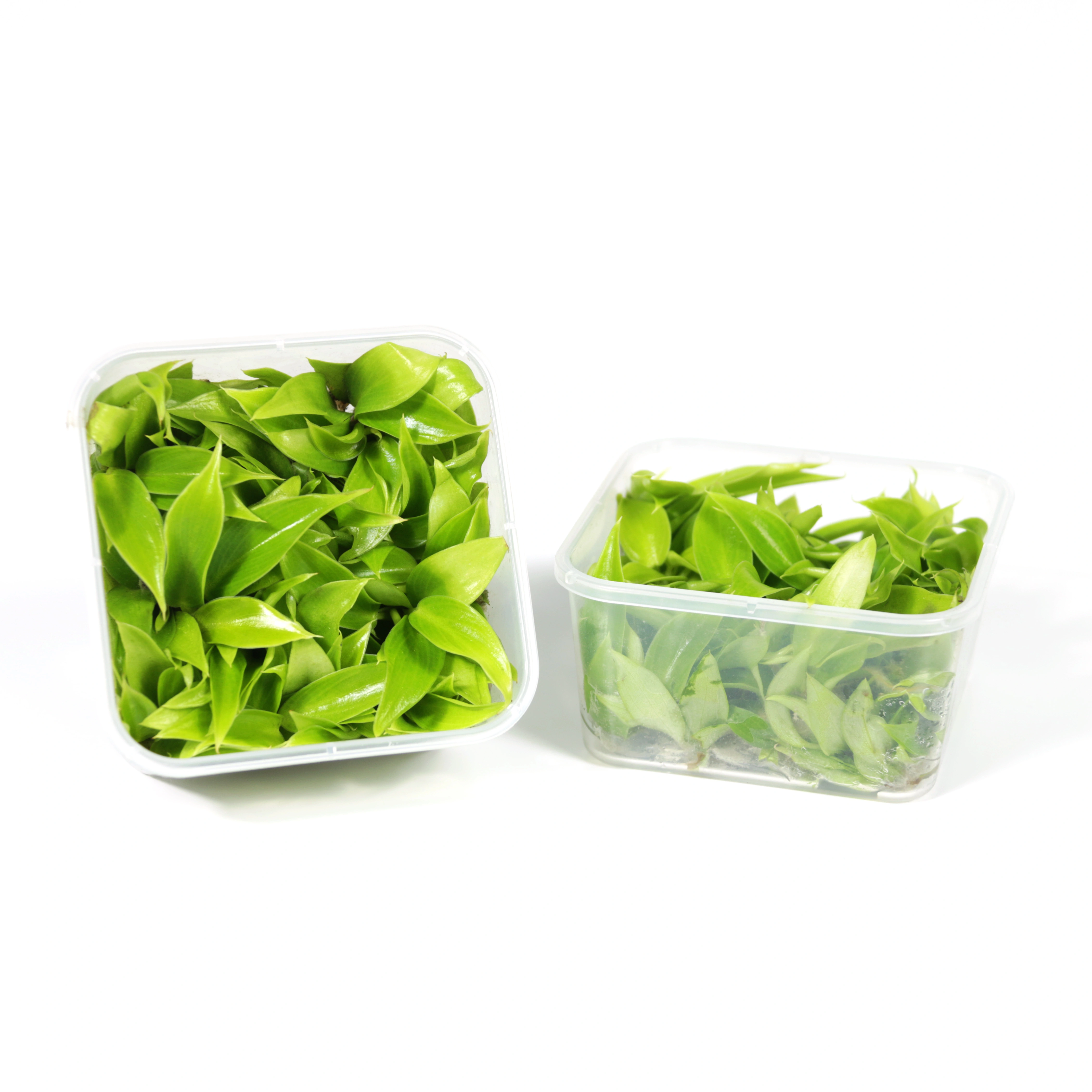 Syngonium podophyllum 'Little Star'