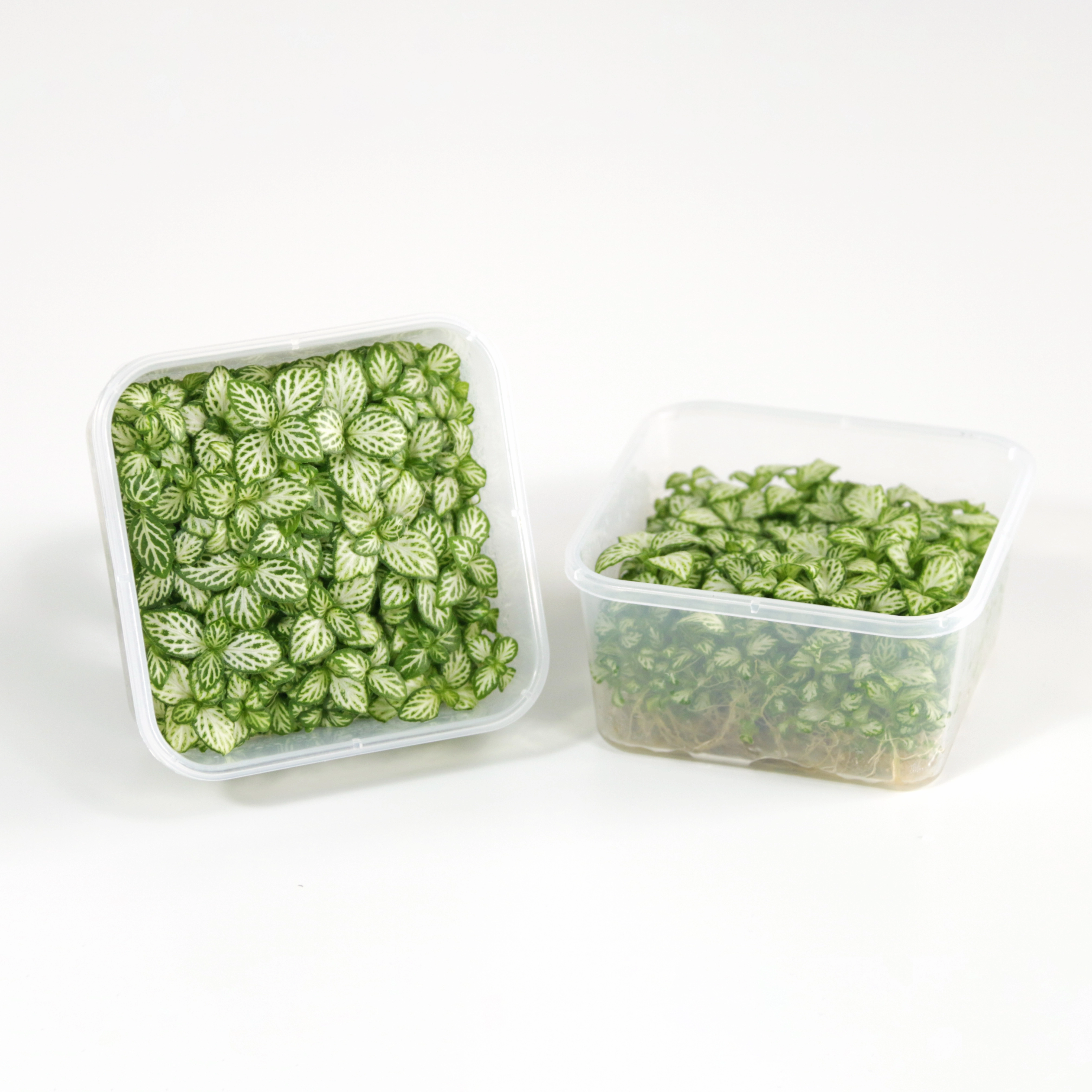 Ficus elastica 'Shivereana'