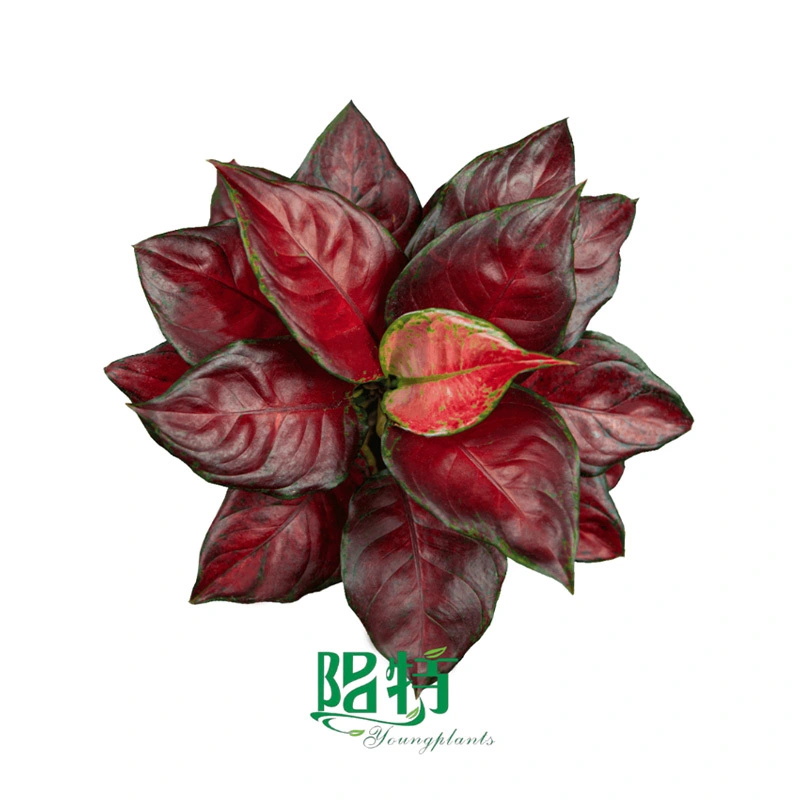 Aglaonema 'Black Maroon' Tissue Culture Young Plants – Foliage for Wholesale Growers Indoor 1